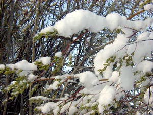 Snow is back!