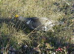 Blue Grouse
