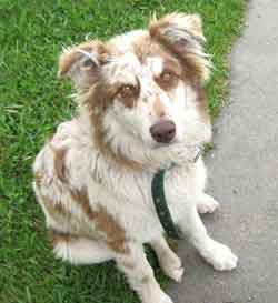 Happy Endings Animal Rescue