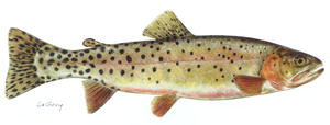 Colorado River cutthroat trout