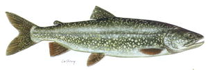 Lake trout