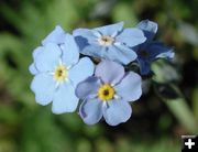 Forget Me Nots. Photo by Pinedale Online.