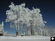 Snow on Aspen Trees. Photo by Pinedale Online.