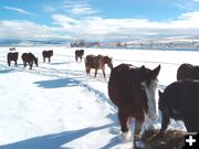 Hungry Horses. Photo by Scott and Karen Almdale, New Hampshire.