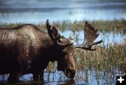 Moose. Photo by NPS.
