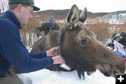 Moose being fitted with collar. Photo by Wyoming Game & Fish Department.