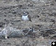 Killdeer. Photo by Pinedale Online.