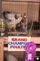 Grand Champion Poultry. Photo by Pinedale Online.
