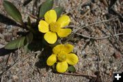 Yellow Buttercup. Photo by Clint Gilchrist, Pinedale Online.