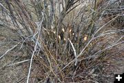 Chew Cut Willows. Photo by Pinedale Online.