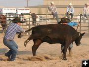 Bringing the heifer down. Photo by Clint Gilchrist, Pinedale Online.