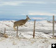 Over the fence. Photo by Dawn Ballou, Pinedale Online.