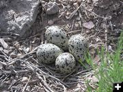 Killdeer Eggs. Photo by Dawn Ballou, Pinedale Online.