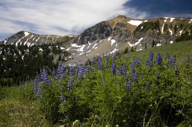 McDougal Lupine. Photo by Dave Bell.