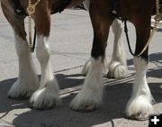 Clydesdale legs. Photo by Dawn Ballou, Pinedale Online.
