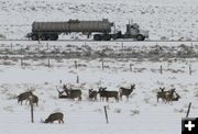 Trucks rumble by. Photo by Dawn Ballou, Pinedale Online.