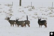 More bucks arrive. Photo by Dawn Ballou, Pinedale Online.