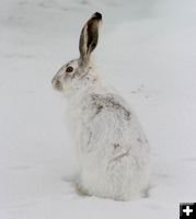 White Tailed Jack Rabbit. Photo by Dawn Ballou, Pinedale Online.