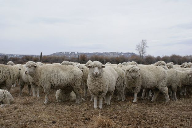 Woolly Herd. Photo by Cat Urbigkit.