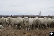 Woolly Herd. Photo by Cat Urbigkit.