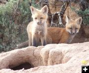 Barger Red Fox Kits. Photo by Michele Yarnell.
