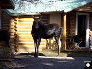 Mama Moose. Photo by Corene Shaw.