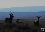 Mule Deer. Photo by Nikki Mann.