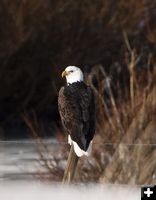 Bald Eagle. Photo by Pinedale Online.