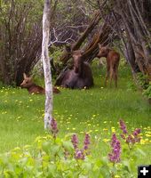 Moose Family. Photo by Bettina Sparrowe.
