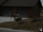Drive Way. Photo by Pam McCulloch, Pinedale Online.