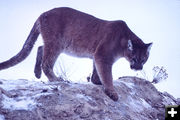 Cougar. Photo by National Park Service.