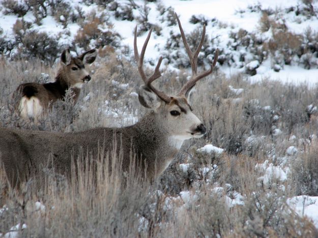 Mule Deer. Photo by Bureau of Land Management.