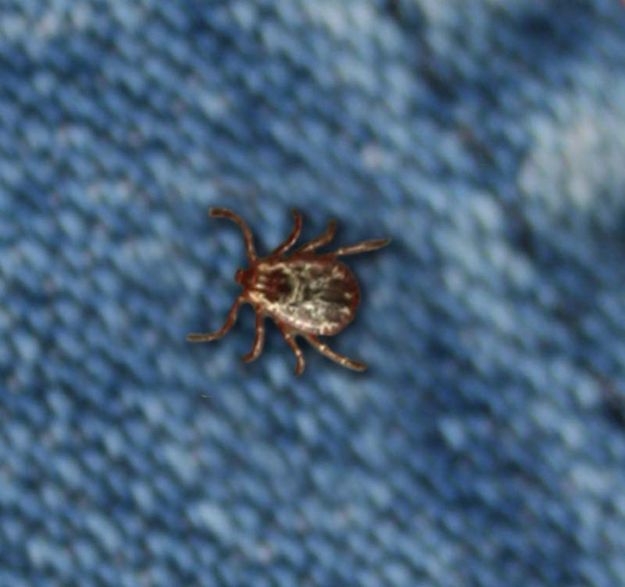 Tick Closeup. Photo by Dawn Ballou, Pinedale Online.