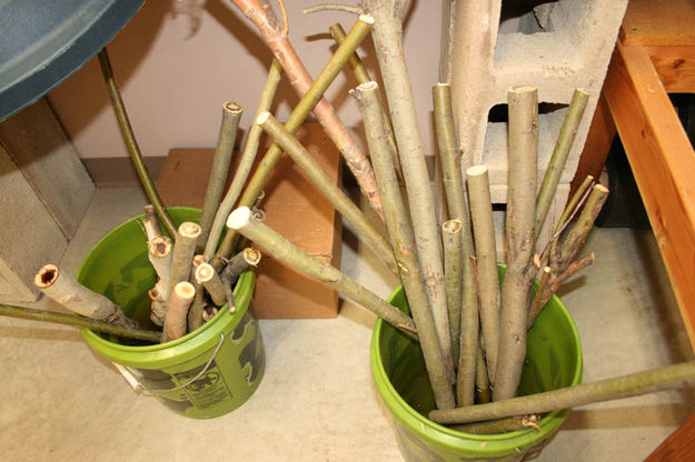 Willow cuttings. Photo by Dawn Ballou, Pinedale Online.