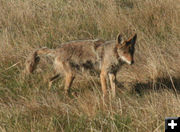 Coyote. Photo by Dawn Ballou, Pinedale Online.