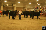 Livestock Showing. Photo by Dawn Ballou, Pinedale Online.