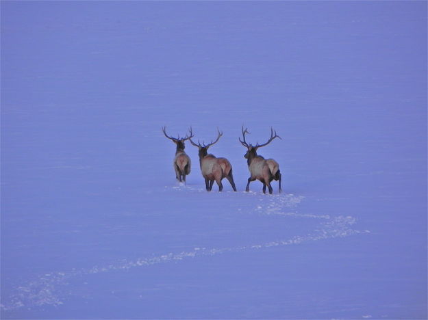 3 Bull Elk. Photo by Scott Almdale.