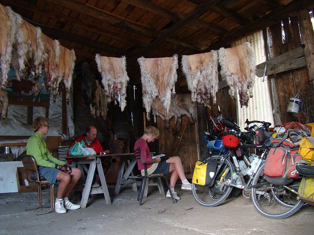 Sheep skins. Photo by Family on Bikes.