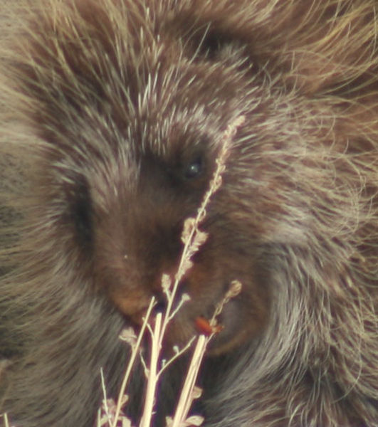 Beaver teeth. Photo by Dawn Ballou, Pinedale Online.