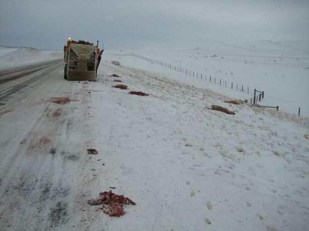 Winter, Speed Kills. Photo by Neil Hymas, Cokeville Game Warden, Wyoming Game and Fish.