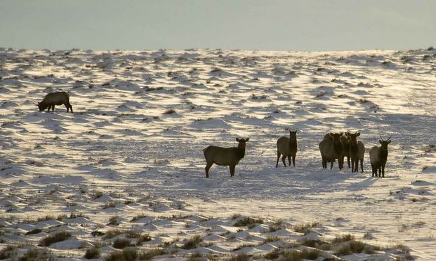 Desert Elk. Photo by Dave Bell.