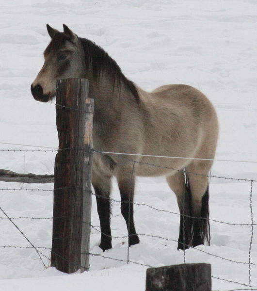 Curious horse. Photo by Dawn Ballou, Pinedale Online.
