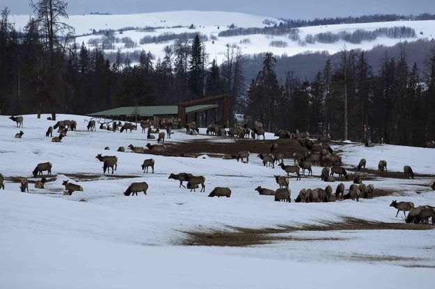 Elk Feedground. Photo by Dave Bell.