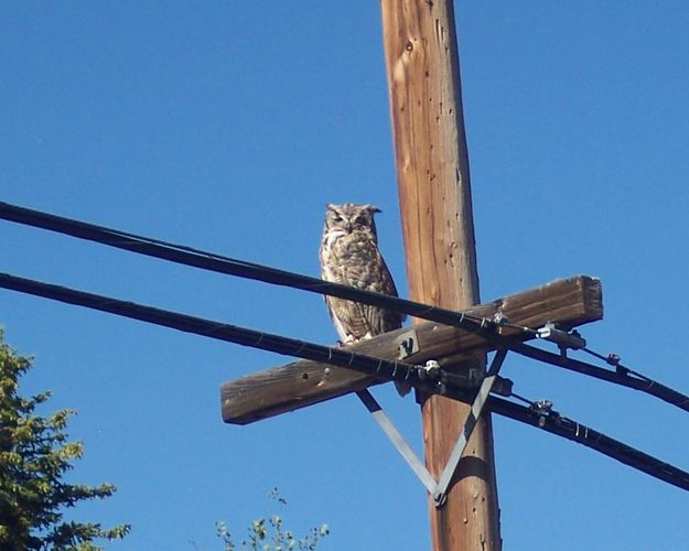 Owl 2. Photo by Pinedale Online.