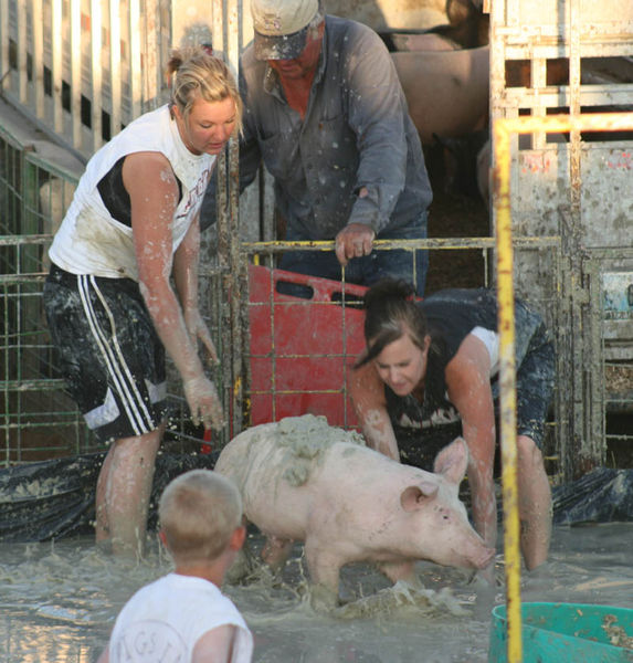 Mudding the pigs. Photo by Dawn Ballou, Pinedale Online.
