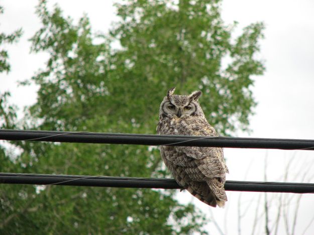 Owl. Photo by Amy Sletten.