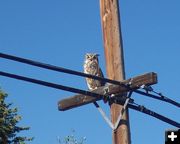 Owl 2. Photo by Pinedale Online.