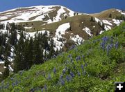 Lupine hillside. Photo by Dave Bell.