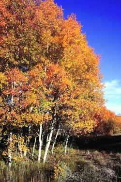 Autumns aspens. Photo by Joy Ufford, Sublette Examiner.