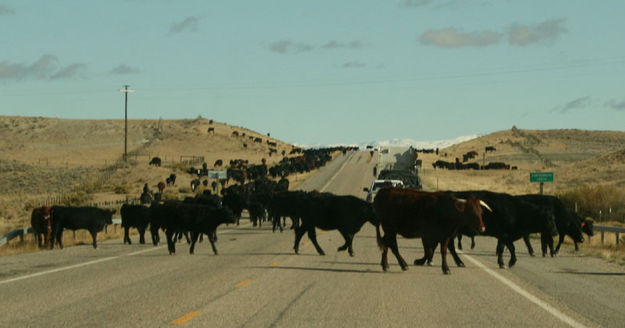 Crossing the road. Photo by Dawn Ballou, Pinedale Online.